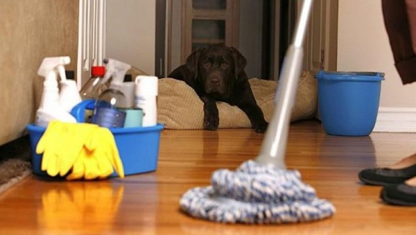 ۱۹ روش خانگی از بین بردن کک در خانه، روی فرش و سگ و گربه